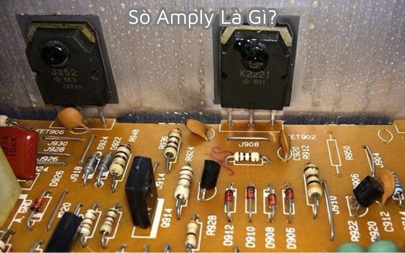 Sò amply là gì?
